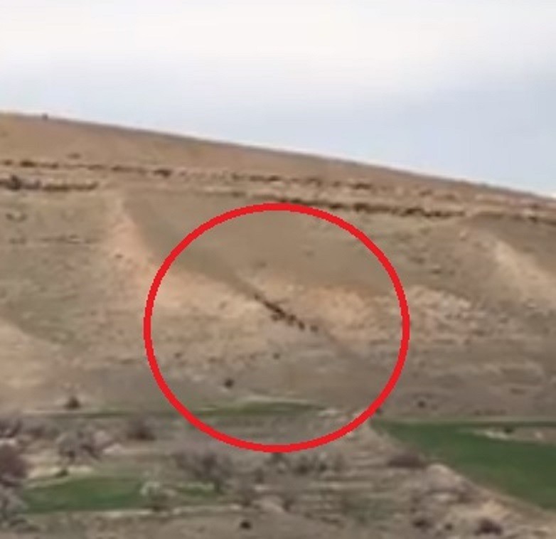 Elazığ’da domuz sürüsü görüntülendi 