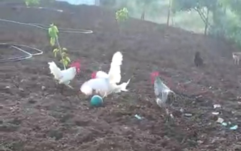 Elazığ’da horozların gülümseten futbolu 