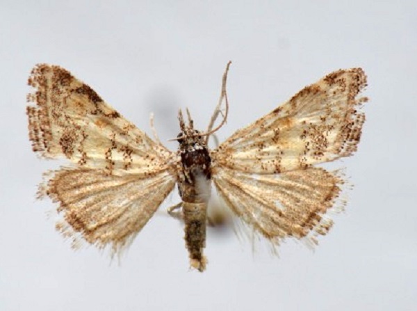 Elazığ'da iki yeni tür tespit edildi