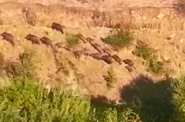 Elazığ’da kara yoluna domuz sürüsü indi