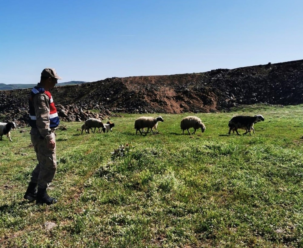 Elazığ’da kayıp koyunlar 9 saat sonra bulundu 