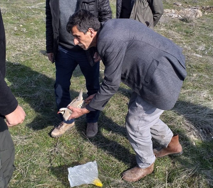 Elazığ’da keklik markalama envanteri çalışması 