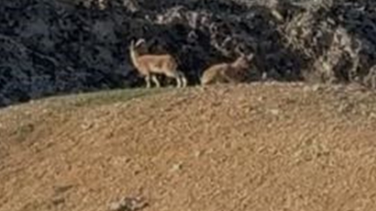 Elazığ’da koruma altındaki dağ keçileri sürü halinde görüntülendi