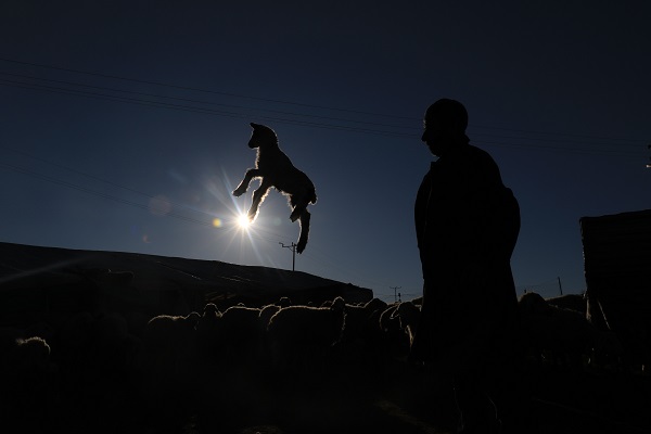 Elazığ'da kuzular anneleriyle buluştu!