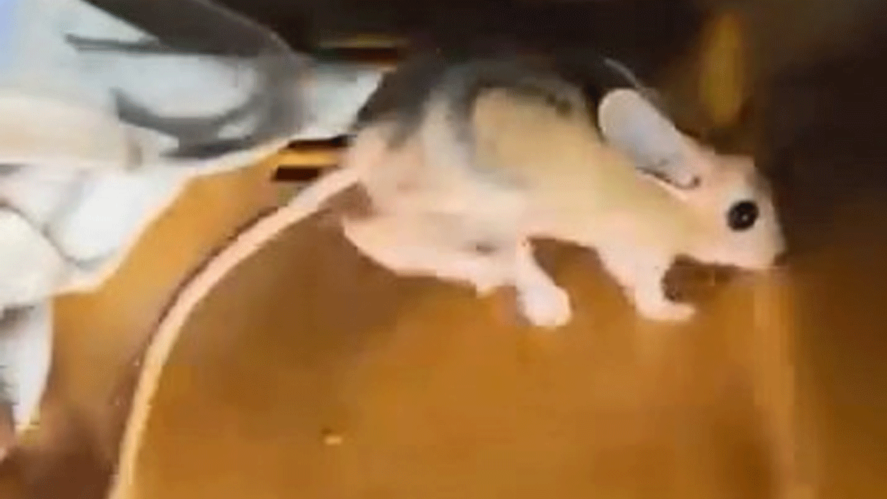 Elazığ’da nesli tükenmekte olan Arap tavşanı kameralara yakalandı