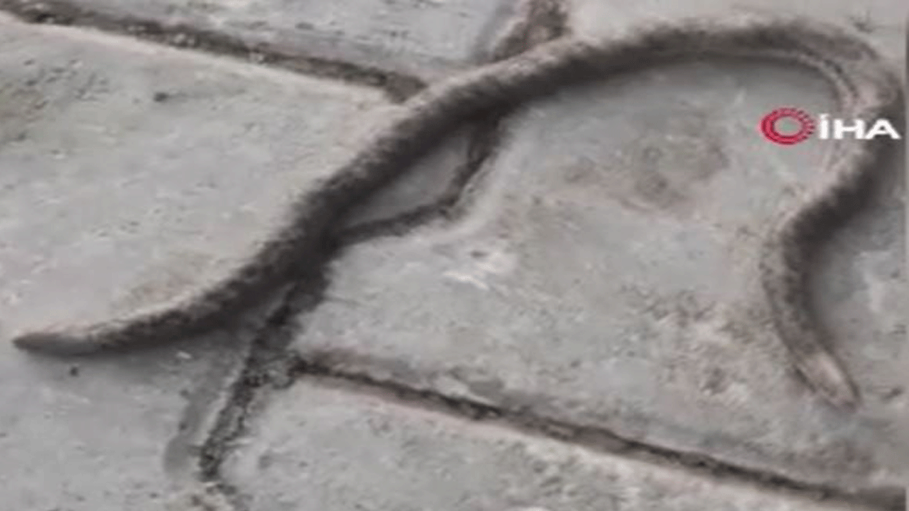 Elazığ'da ortaya çıkan çift başlı yılan korkuttu!