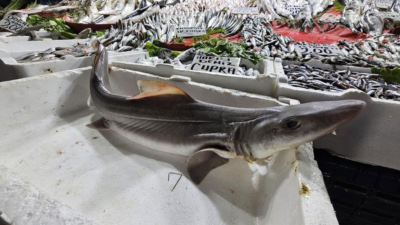 Elazığ’da satılan köpekbalığına yoğun ilgi