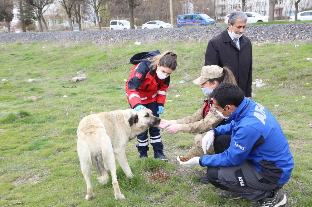Elazığ’da sokak hayvanları unutulmadı 