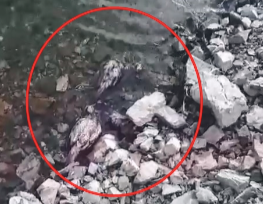 Elazığ’da su kenarında 50'ye yakın ölü bulundu!