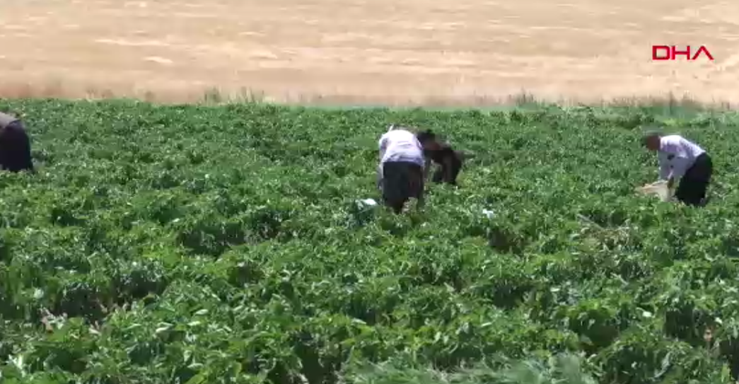 Elazığ’da tarladan sofraya! Organik sebzeye yarı fiyatına büyük ilgi