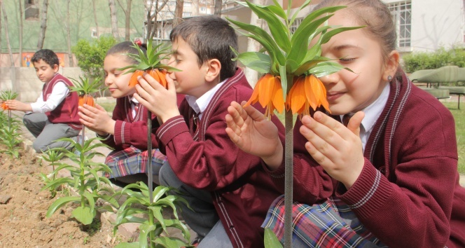 Elazığ’da ters laleyi okul bahçesinde yetiştirdiler
