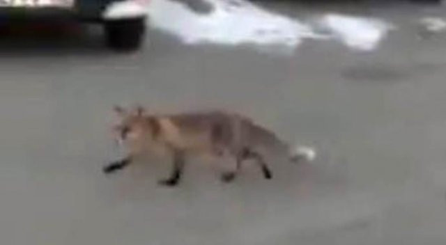 Elazığ'da tilkiler şehre kadar indi
