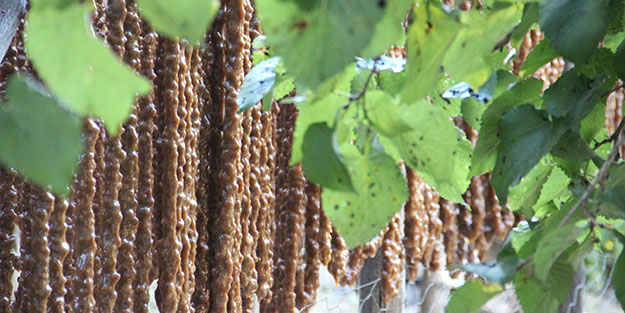 Elazığ'da üretiliyor! Hollanda, Almanya ve ABD ısrarla istiyor