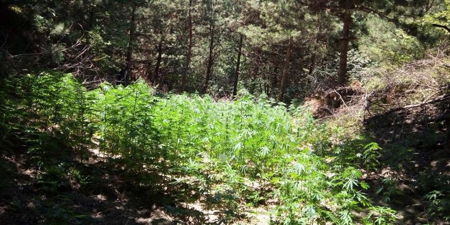 Elazığ’da uyuşturucu tarlasına şok operasyon: 7 gözaltı 