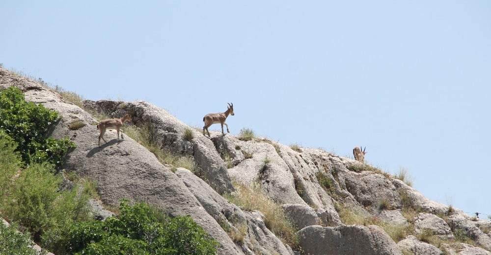 Elazığ’da yaban keçileri, Harput’a kadar indi 
