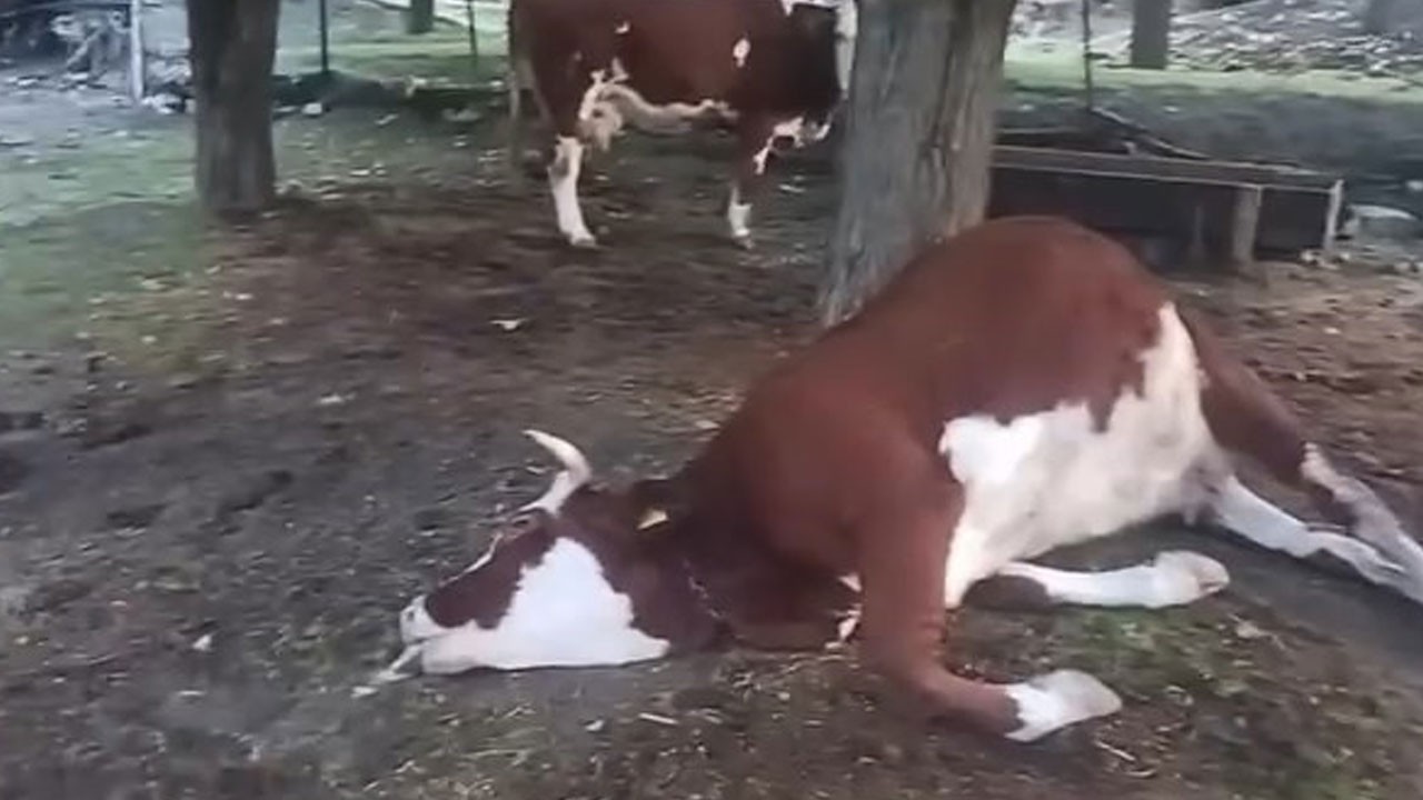 Elazığ'da korkutan yıldırım! 2 inek telef oldu