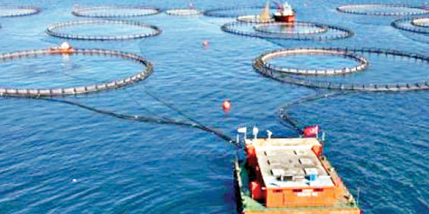 Elazığ’dan Avrupa ve Japonya’ya balık ihracatı