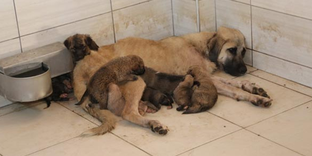 Elazığ'dan içinizi ısıtacak haber
