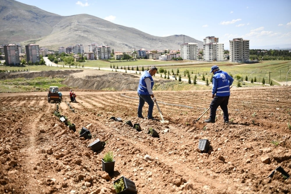 Elbistan, Türkiye’nin en büyük lavanta vadisine ev sahipliği yapacak 