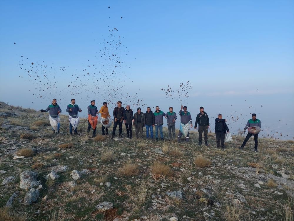 Elbistan’da, doğada bin yıl yaşayan sedir ağacı tohumları toprakla buluştu