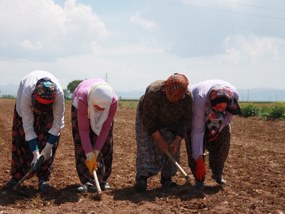 Elbistan’da tarım işçilerinin yevmiyesi 58 TL oldu 