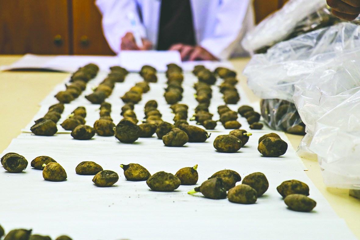 Ele geçirilen 3 bin salep yumrusu yeniden toprakla buluşturuldu