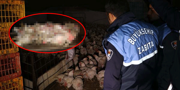 Ele geçirilenler şoke etti! Gece yarısı baskını!