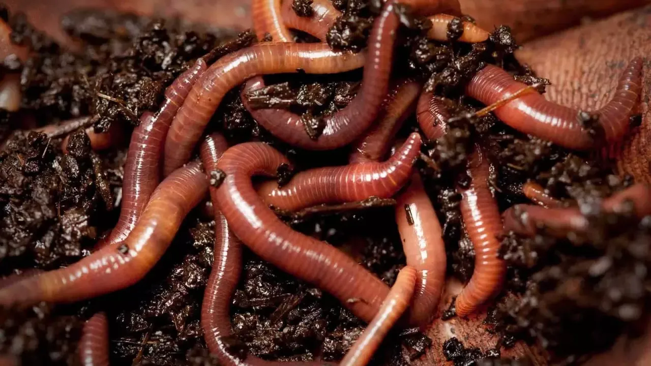 Elektriği silaha çeviren solucan bulundu!