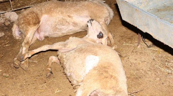 Enkaz altında kalan 54 hayvan telef oldu