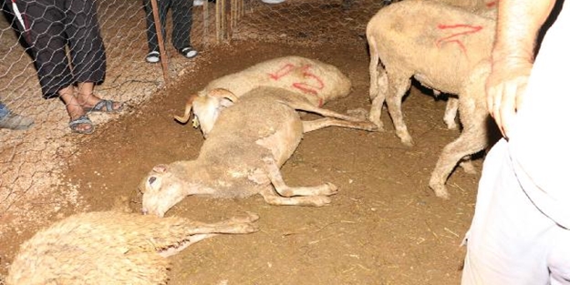 Elektrik akımına kapılan kurbanlıklar telef oldu