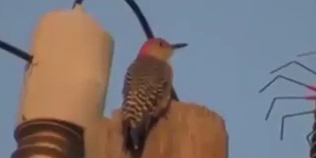 Elektrik çarpan kuş yok oldu - VIDEO