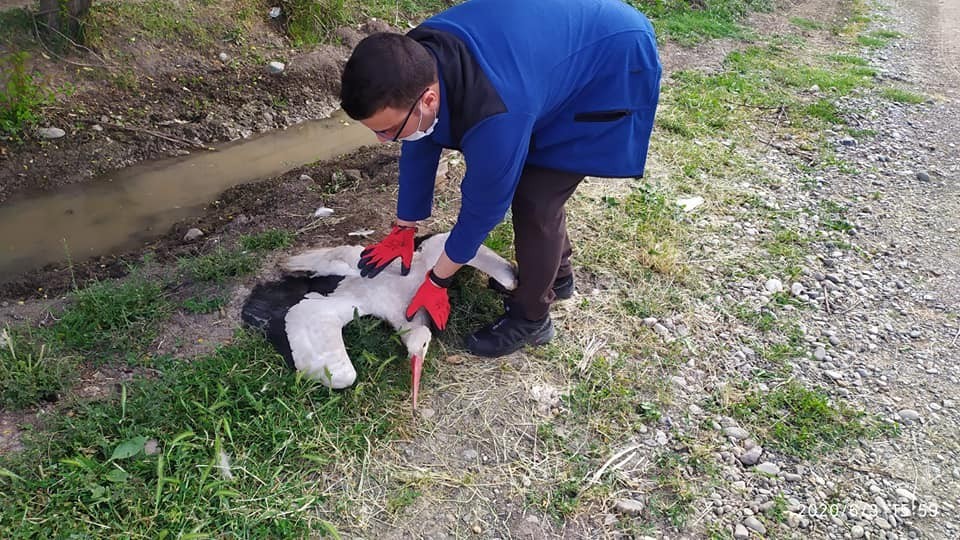 Elektrik çarpan leylek tedavi altına alındı 