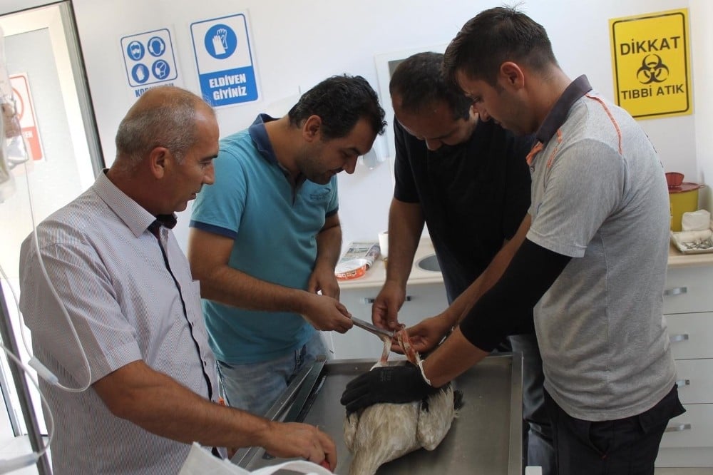 Elektrik çarpması sonucu yaralanan leylek sağlığına kavuştu 