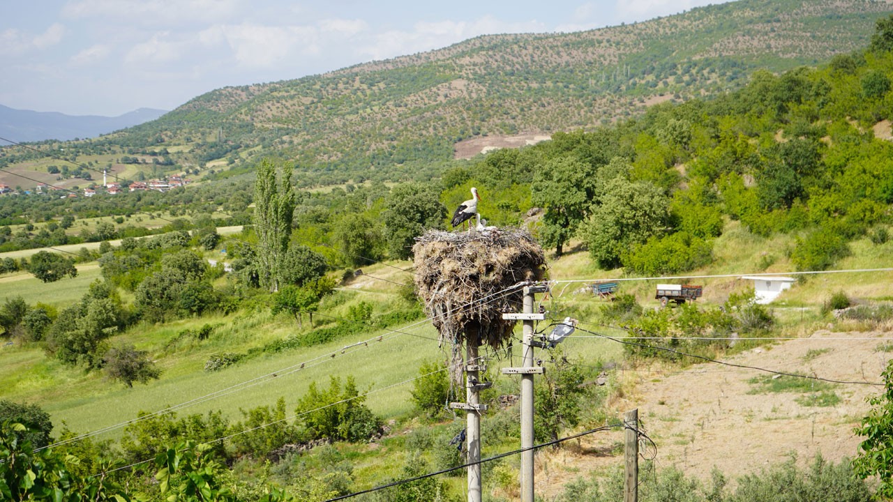 Elektrik direğindeki leylek mahallenin simgesi oldu