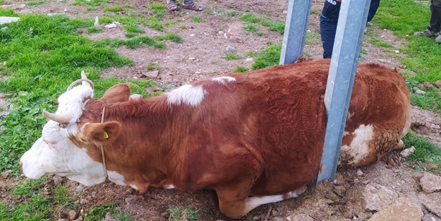 Elektrik direğine inek sıkıştı!