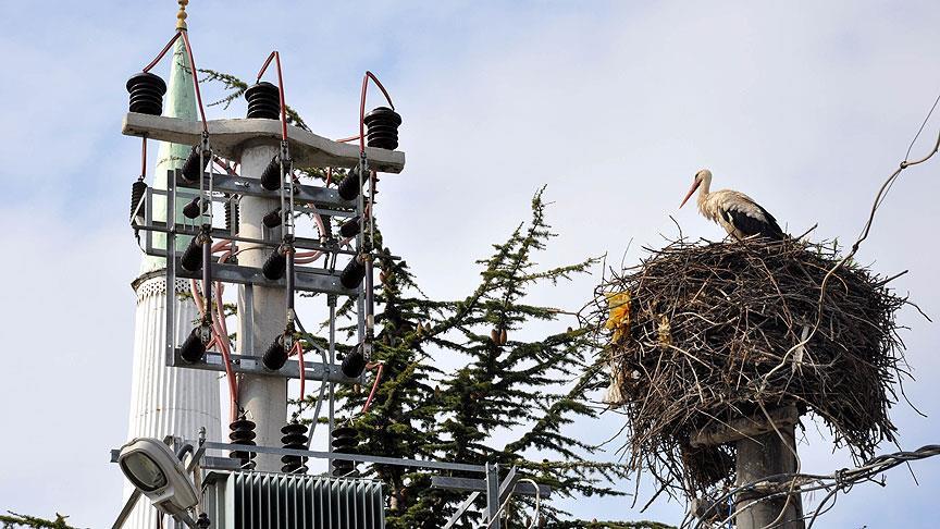Elektrik direklerindeki leylek yuvaları güvende