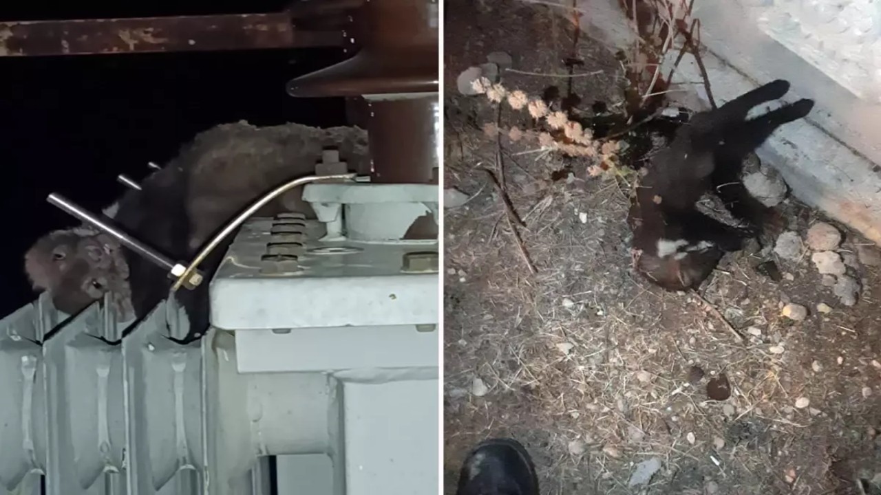 Elektrik kesintileri mahalleliyi canından bezdirmişti! Sebebi herkesi şaşırttı