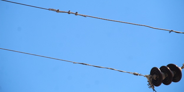 Elektrik telindeki papağan sonları oluyordu!