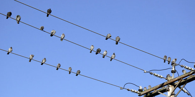 Elektrik telleri kuşları neden çarpmaz?