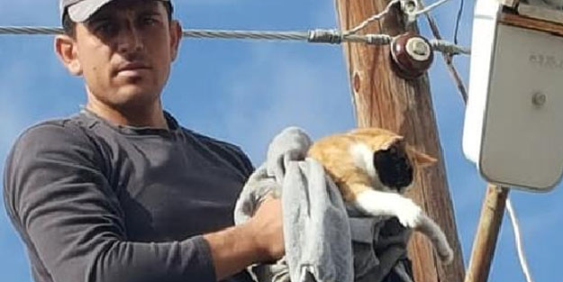 Elektrik tellerine ayağı takılan kedi, saatlerce direkte kaldı