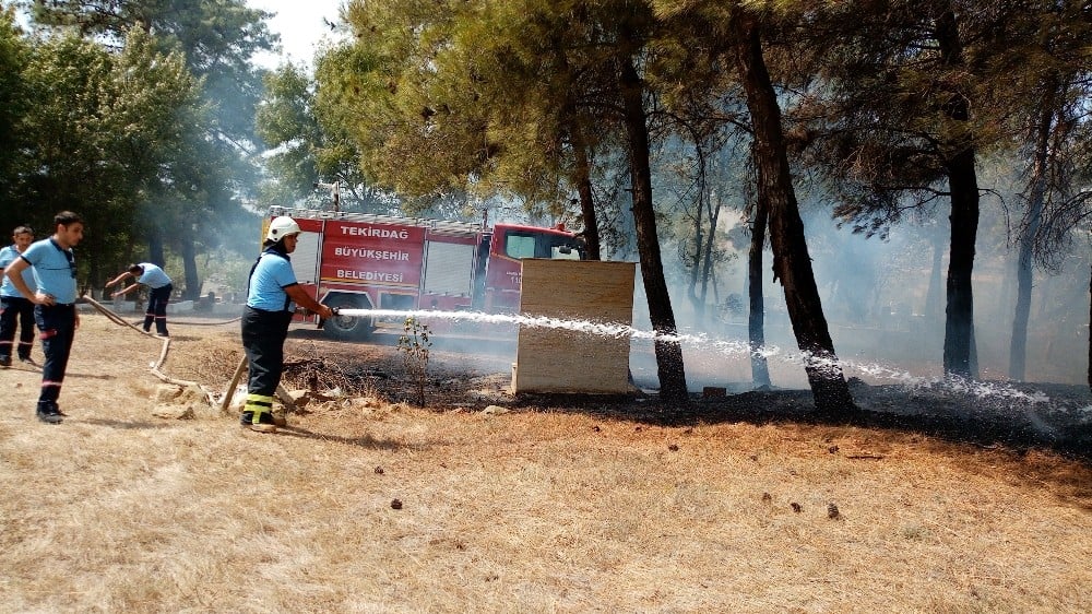 Elektrik tellerine çarpan kuşlar yangına neden oldu 