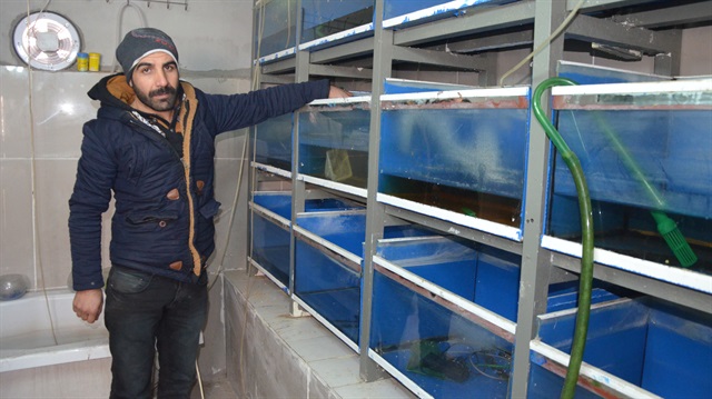 Elektrikler kesilince 10 bin süs balığı telef oldu