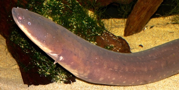 Elektrikli yılan balığı nasıl elektrik üretiyor?