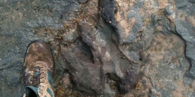 Eline çekici aldı... Tam 115 milyon yıllık...