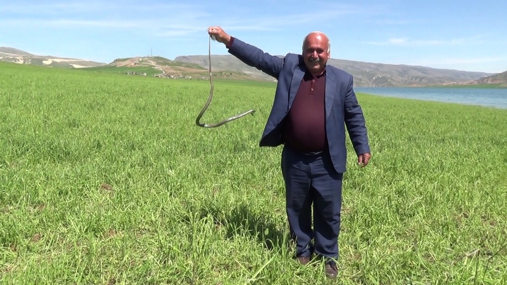 Eliyle yakaladığı yılanla fotoğraf çektirdi 