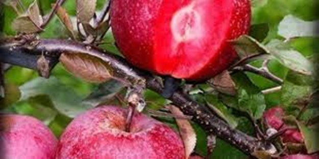 Elma üreticisinin yüzü güldü