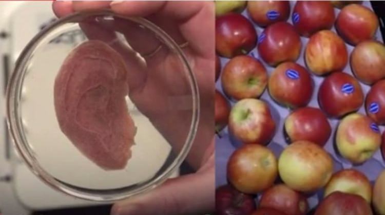 Elmadan gerçek insan kulağı yaptılar!