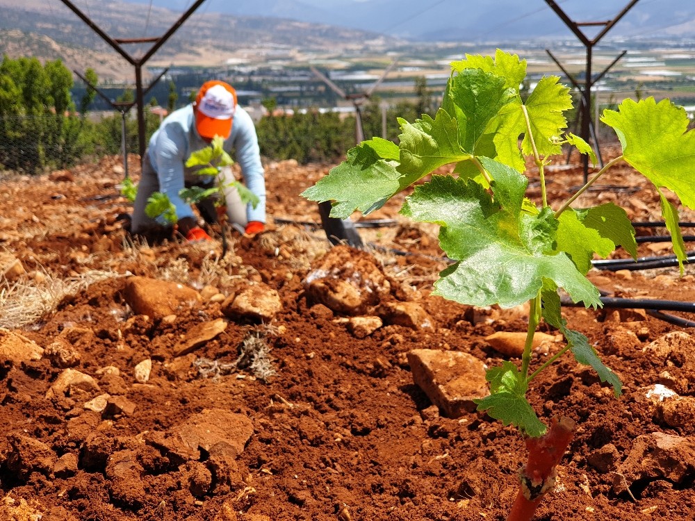 Elmalı MYO’dan sofralık üzüm yetiştiriciliğine katkı 