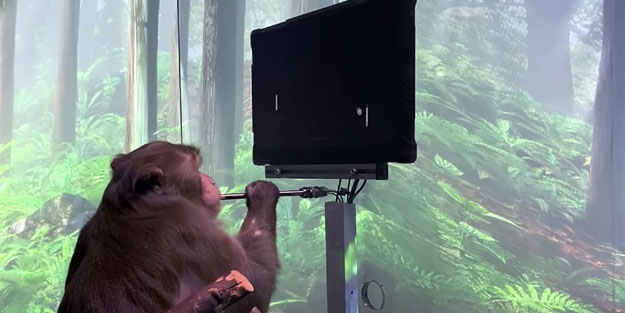 Elon Musk’ın başı beladan kurtulmuyor! Neuralink'e hayvan hakları nedeniyle dava açıldı