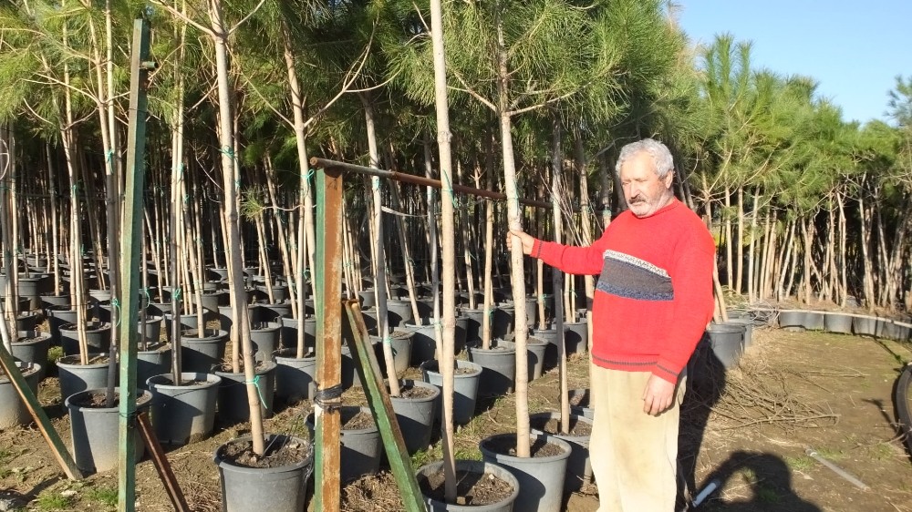 Emekli banka müdürü en büyük fıstıkçamı üreticisi oldu 